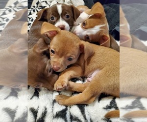 Chiweenie Litter for sale in GOLD BAR, WA, USA