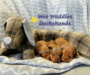 Dachshund Litter for sale in WALLACE, CA, USA