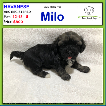 Medium Photo #1 Havanese Puppy For Sale in ALBION, IN, USA