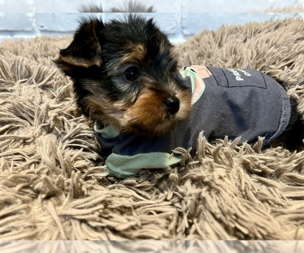 Medium Photo #1 -Yorkshire Terrier Mix Puppy For Sale in BRUNSWICK, OH, USA