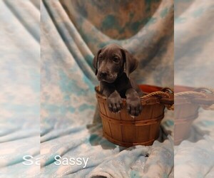 Great Dane Litter for sale in COSHOCTON, OH, USA