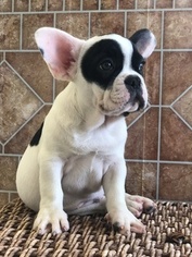 French Bulldog Litter for sale in MIAMI, FL, USA