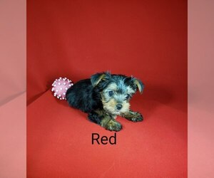 Yorkshire Terrier Litter for sale in NICHOLSON, GA, USA