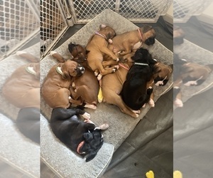 Boxer Litter for sale in MCMINNVILLE, TN, USA