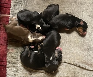 Border Collie-Miniature Australian Shepherd Mix Litter for sale in MITCHELL, OR, USA