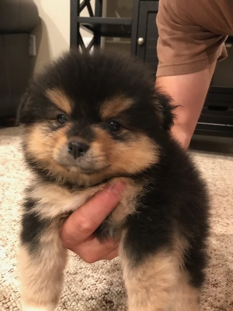 Medium Photo #1 Pomeranian Puppy For Sale in JESUP, GA, USA
