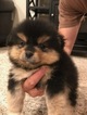 Small Photo #1 Pomeranian Puppy For Sale in JESUP, GA, USA