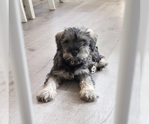 Affenpinscher-Miniature Schnauzer Mix Litter for sale in GILBERT, AZ, USA