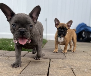 French Bulldog Litter for sale in BETHPAGE, NY, USA