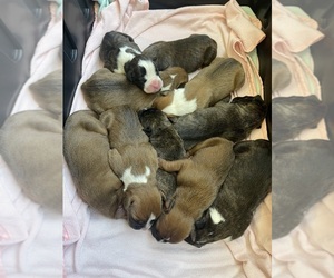 Boxer Litter for sale in WHITEVILLE, NC, USA