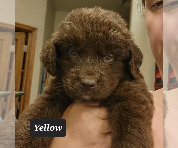Medium Photo #1 Newfoundland Puppy For Sale in BERESFORD, SD, USA
