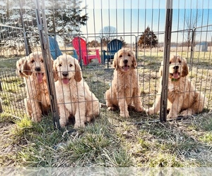 Goldendoodle Litter for sale in BELLFLOWER, MO, USA
