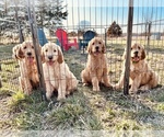 Small Photo #1 Goldendoodle Puppy For Sale in BELLFLOWER, MO, USA