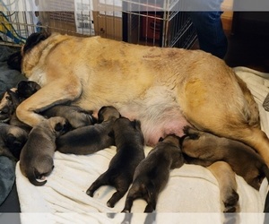 American Mastiff Litter for sale in JACKSON, OH, USA