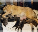 Small Photo #1 American Mastiff Puppy For Sale in JACKSON, OH, USA