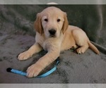 Small Photo #1 Golden Retriever Puppy For Sale in FAYETTEVILLE, TN, USA