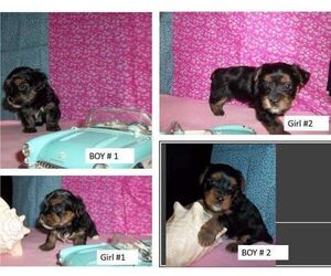 Yorkshire Terrier Litter for sale in HILL COUNTRY VILLAGE, TX, USA