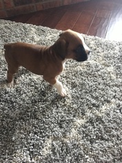 Boxer Litter for sale in HERNANDO, MS, USA