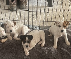 Jack Russell Terrier Litter for sale in PLACERVILLE, CA, USA