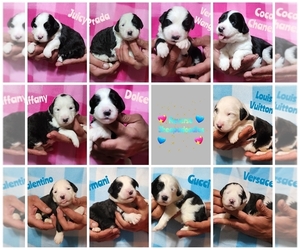 Sheepadoodle Litter for sale in EASLEY, SC, USA