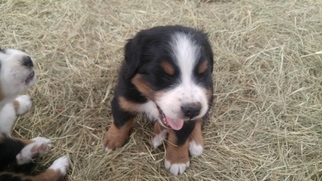 Bernese Mountain Dog Litter for sale in MCMINNVILLE, TN, USA