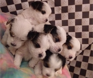 Yorkshire Terrier Litter for sale in HILL COUNTRY VILLAGE, TX, USA