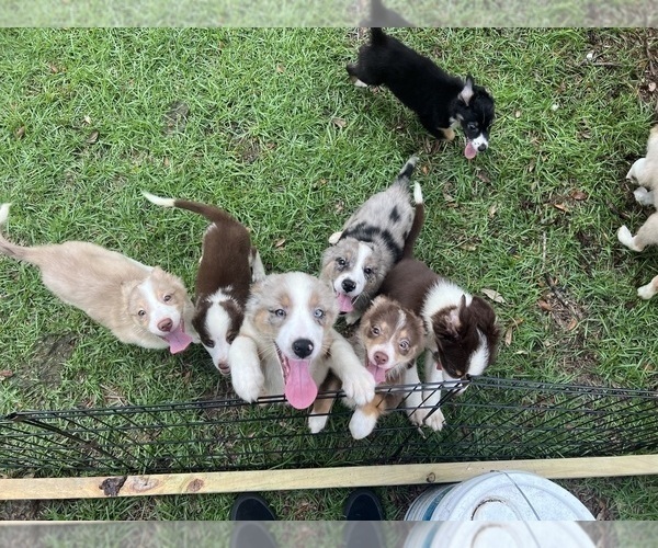 Medium Photo #1 Australian Shepherd-Border-Aussie Mix Puppy For Sale in JACKSONVILLE, FL, USA