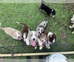 Small Photo #1 Australian Shepherd-Border-Aussie Mix Puppy For Sale in JACKSONVILLE, FL, USA