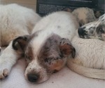 Small Photo #1 Australian Cattle Dog Puppy For Sale in ONTARIO, CA, USA
