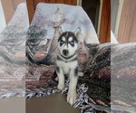 Small Photo #1 Siberian Husky Puppy For Sale in PEMBROKE, KY, USA