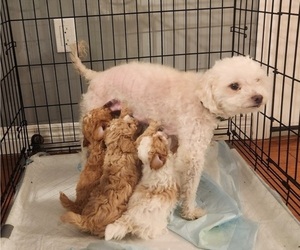 Poodle (Miniature) Litter for sale in CANAAN, NH, USA