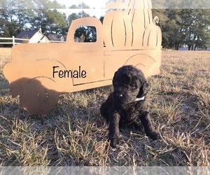 Labradoodle Litter for sale in QUITMAN, MS, USA