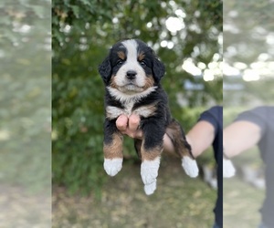 Bernese Mountain Dog Litter for sale in PLAINS, MT, USA