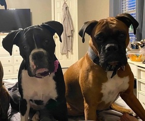 Boxer Litter for sale in BLOOMINGTON, IN, USA