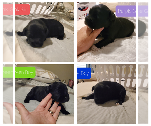 Medium Photo #1 Schnauzer (Miniature) Puppy For Sale in LYNCHBURG, VA, USA