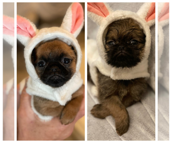 Medium Photo #1 Brussels Griffon Puppy For Sale in POWHATAN, VA, USA