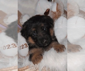 German Shepherd Dog Litter for sale in ALBUQUERQUE, NM, USA
