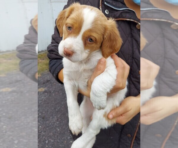 Medium Photo #1 Brittany Puppy For Sale in CULPEPER, VA, USA