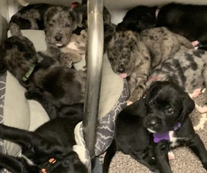 Boxerdoodle Litter for sale in CANFIELD, OH, USA