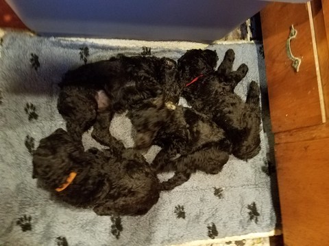 Medium Photo #1 Poodle (Standard) Puppy For Sale in TACOMA, WA, USA