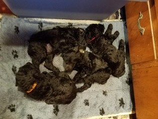 Poodle (Standard) Litter for sale in TACOMA, WA, USA