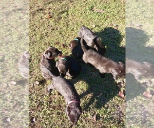 American Pit Bull Terrier-Goldendoodle Mix Litter for sale in TALLAHASSEE, FL, USA