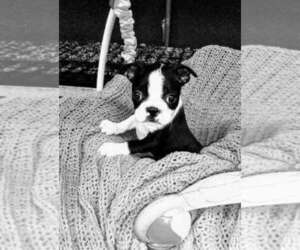 Boston Terrier Litter for sale in GREENWOOD, WI, USA