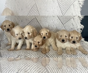 Goldendoodle Litter for sale in HYSHAM, MT, USA
