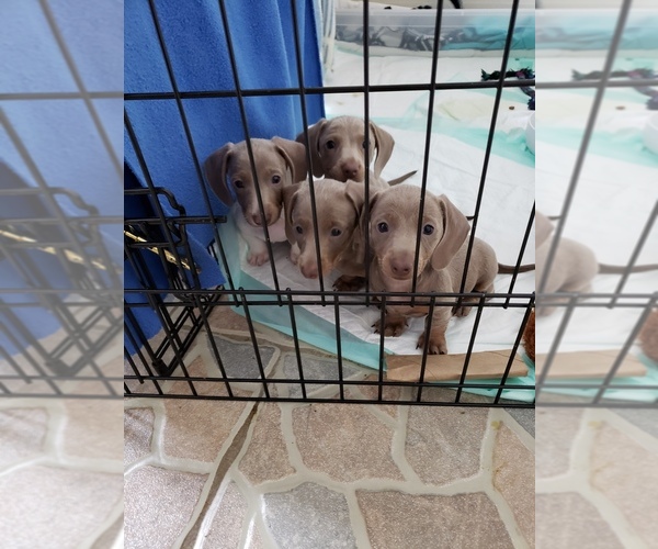 Medium Photo #1 Dachshund Puppy For Sale in RICHMOND, TX, USA