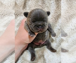 French Bulldog Litter for sale in SALEM, OR, USA