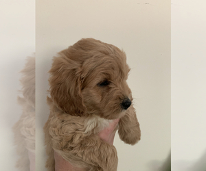 Goldendoodle (Miniature) Litter for sale in WASHINGTON COURT HOUSE, OH, USA