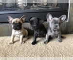 Small Photo #1 French Bulldog Puppy For Sale in CO SPGS, CO, USA