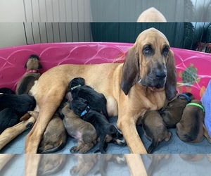 Bloodhound Litter for sale in ONTARIO, OH, USA