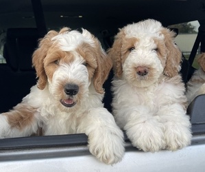 Sheepadoodle Litter for sale in OCALA, FL, USA